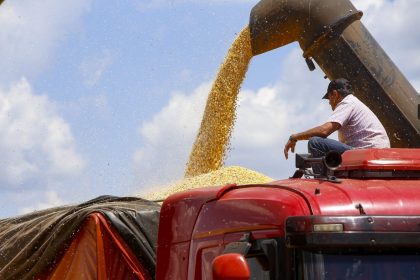 Milho recua 5,56% em um mês, aponta levantamento do Cepea