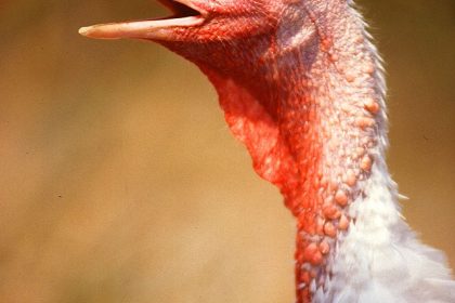 Foco de Newcastle leva à interdição de granja de perus em SC