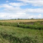 Plantio de arroz alcança 36,83% da área prevista no Rio Grande do Sul