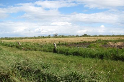 Plantio de arroz alcança 36,83% da área prevista no Rio Grande do Sul