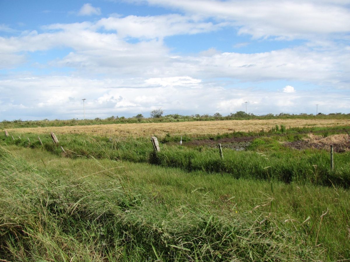 Plantio de arroz alcança 36,83% da área prevista no Rio Grande do Sul