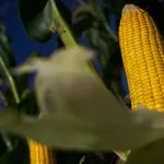 Imea projeta custo do milho acima da receita em Mato Grosso