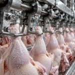 Chile suspende produtos avícolas de Santa Catarina após Newcastle