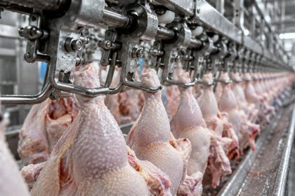 Chile suspende produtos avícolas de Santa Catarina após Newcastle