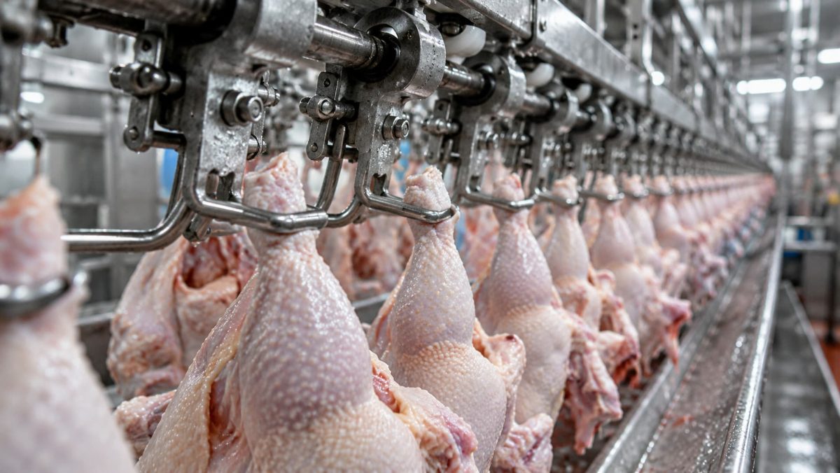 Chile suspende produtos avícolas de Santa Catarina após Newcastle